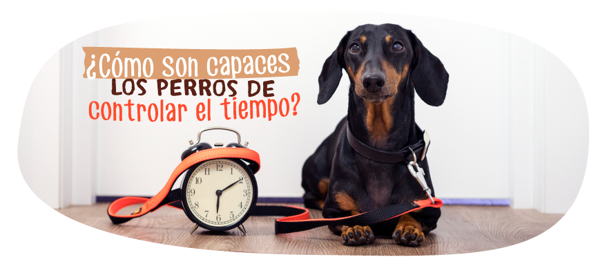 Perro controlar tiempo