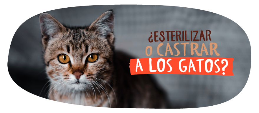 Castración esterilización gatos