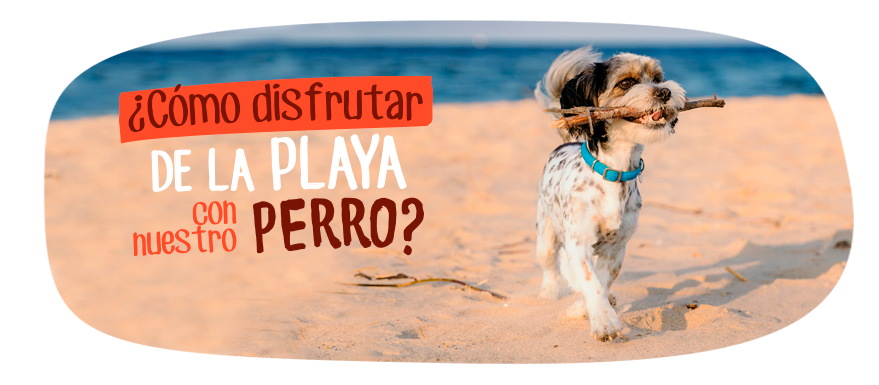 Perro en la playa