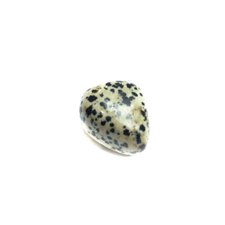 jasper dalmatian