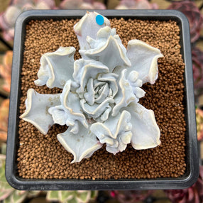 Echeveria &#39;Thriller Pearl&#39; 3&quot; Succulent Plant Cutting