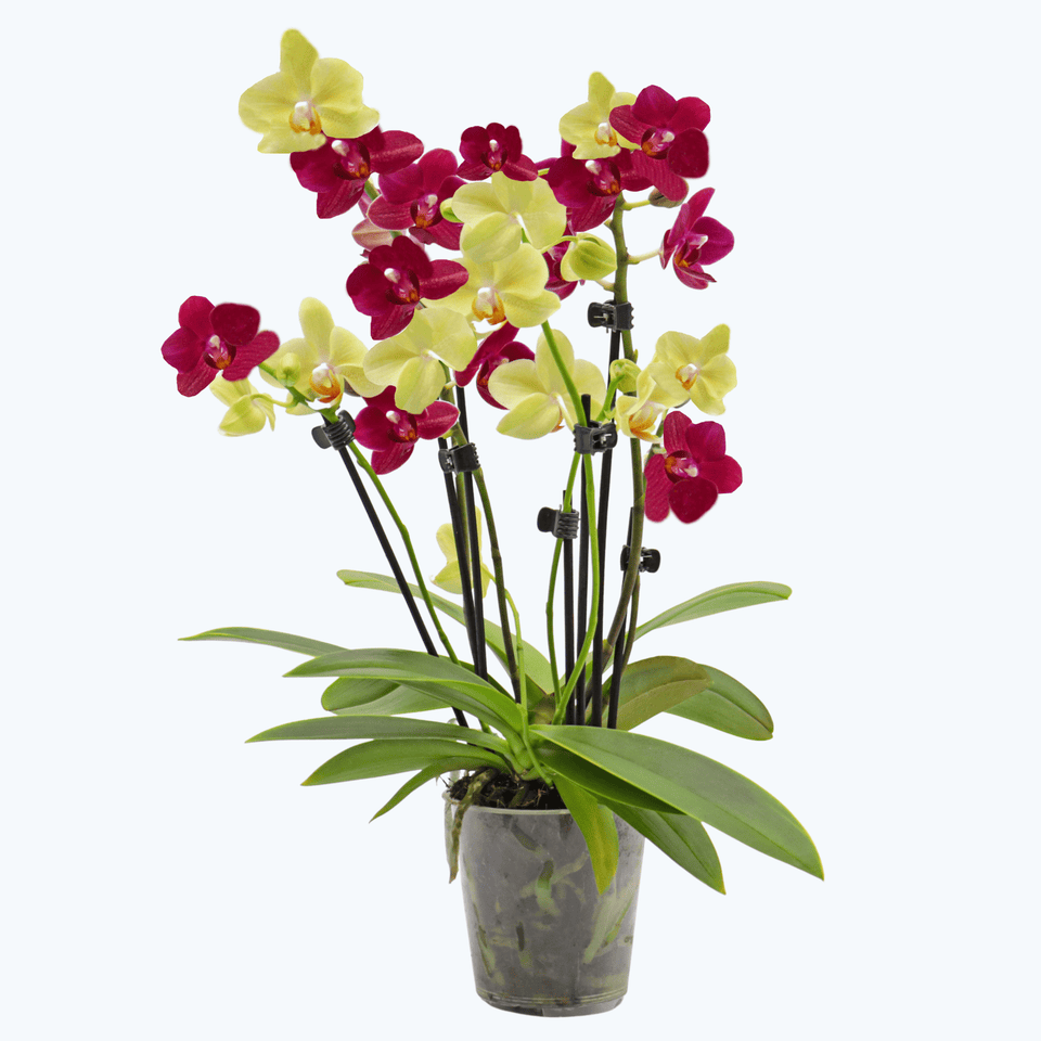 Cocktail Orchidee mit gelben und roten Blüten