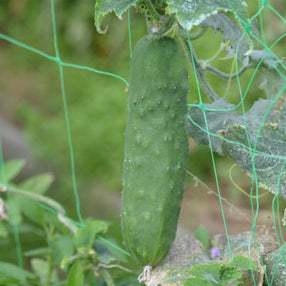Plant potager bio Concombre Le Gnreux