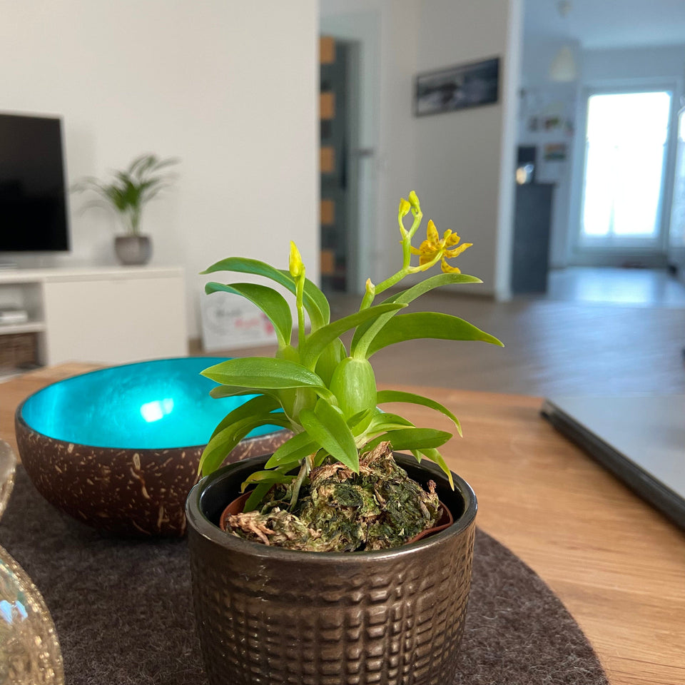 Mini-Duft-Orchidee Cyrtochilum Meirax