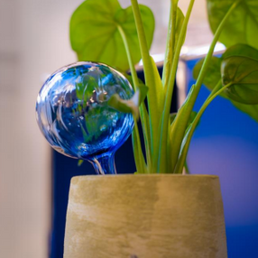Globe darrosage en cristal pour plantes dintrieur  Bleu ocan