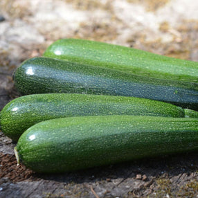 Plant Potager Bio Courgette Black Beauty