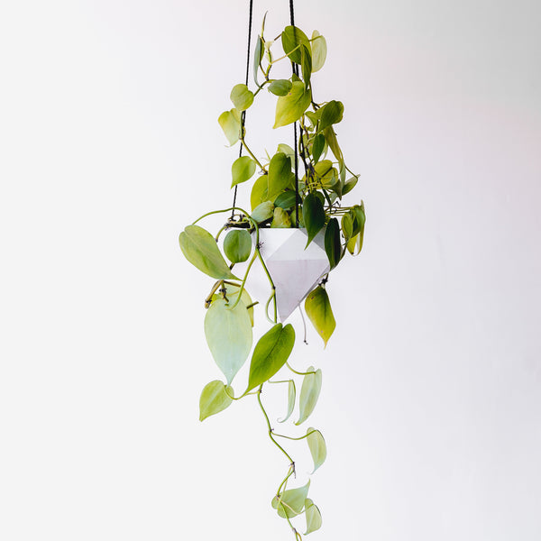 Vine in hanging planter