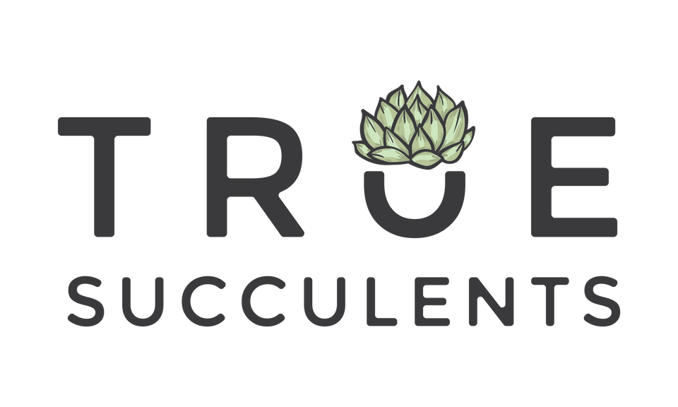 True Succulents Plant Co.