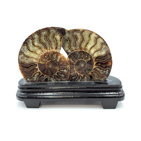 Ammonite Fossilise sur Support en Bois