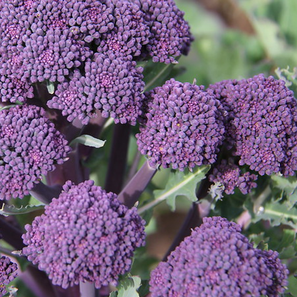 Broccoli Early Purple Sprouting