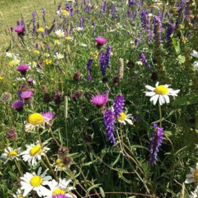 Shaded Areas 100% Wildflower Seed Mix