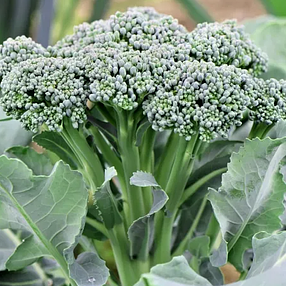 Broccoli Early Green Sprouting - Organic