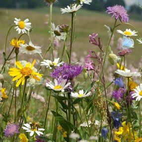 Butterfly and Bee 100% Wildflower Seed Mix