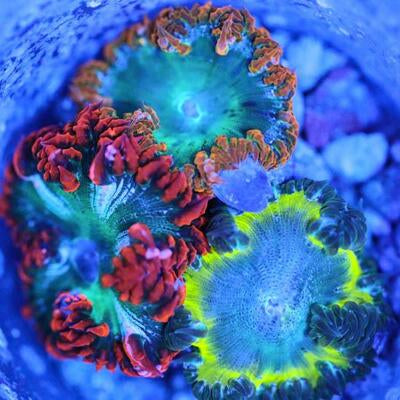 Ultra Rock Flower Anemone Three Pack 16