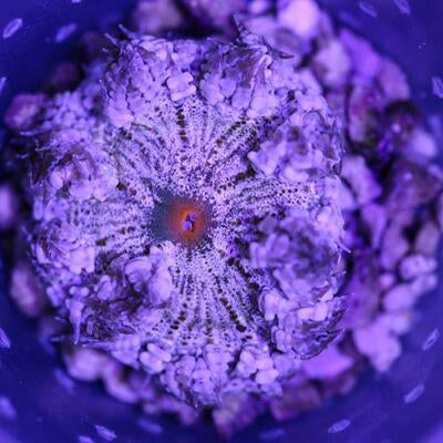 Ultra Rock Flower Anemone 3