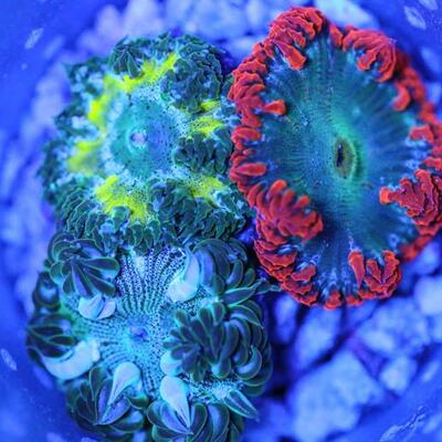 Ultra Rock Flower Anemone Three Pack 25