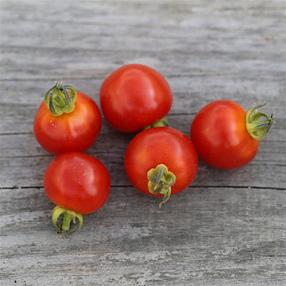 Plant Potager Bio Tomate Cerise Rouge
