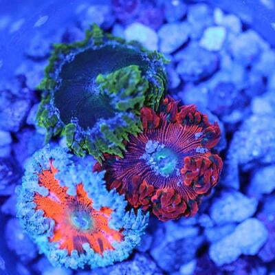 Ultra Rock Flower Anemone Three Pack 13