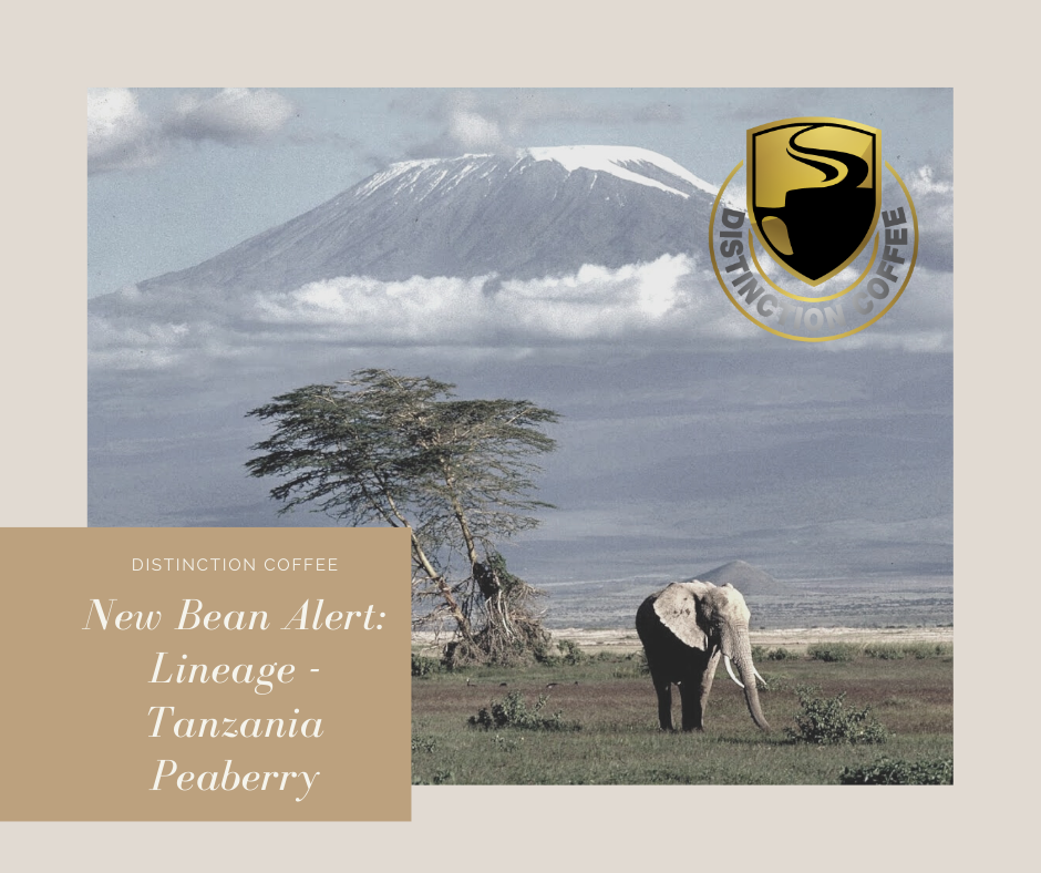 Lineage - Tanzania Peaberry